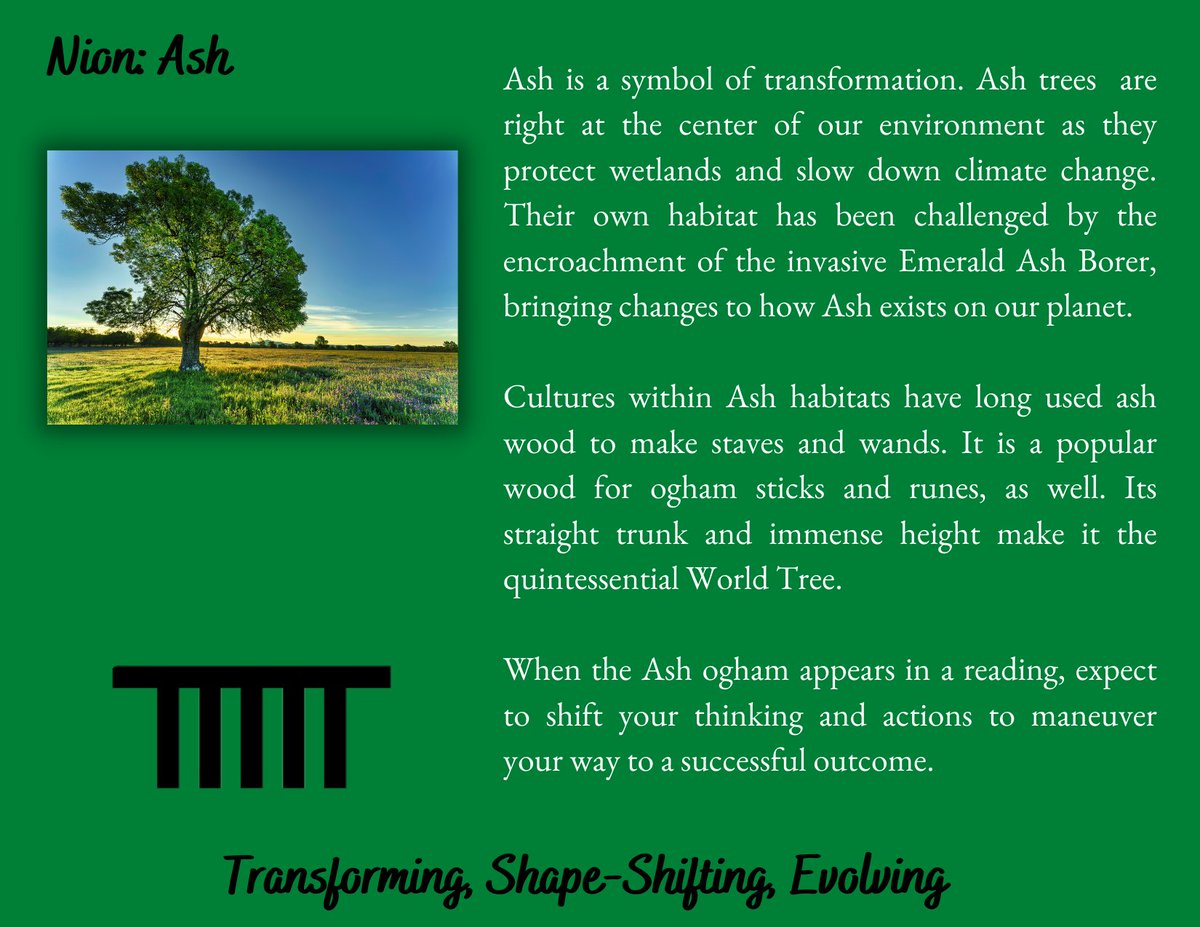 Ash is the final ogham in our first set! Here, like the highest cards in a  tarot suit, we’re looking for a transition from one cycle to another or a bridge from one part of our journey to the next. (1/3) #omens #ogham #oghambingo #divination #9firespress #druidry #pagan