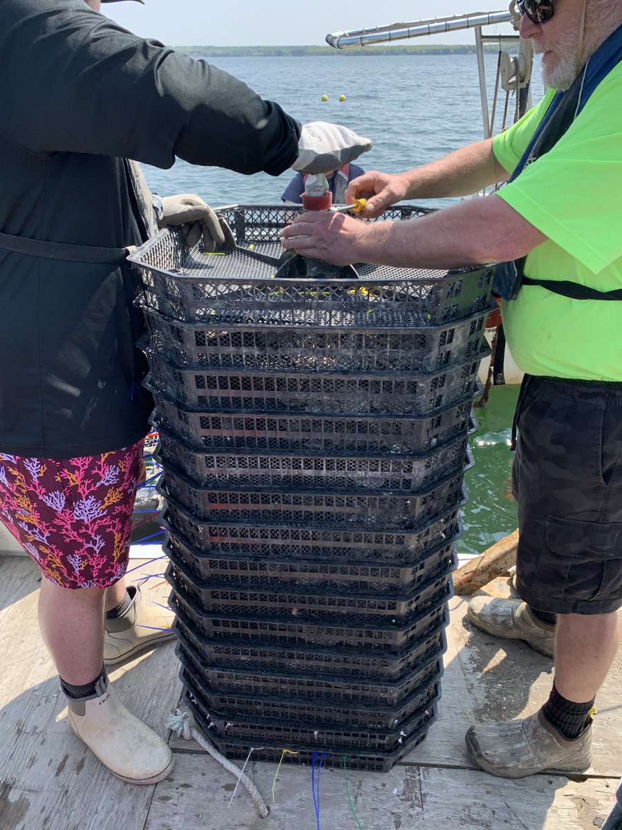 Coleen Suckling tweet media