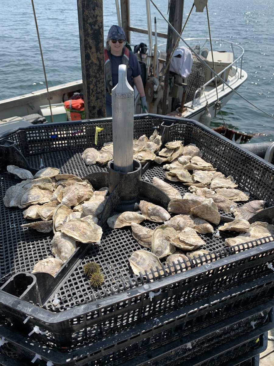 Coleen Suckling tweet media