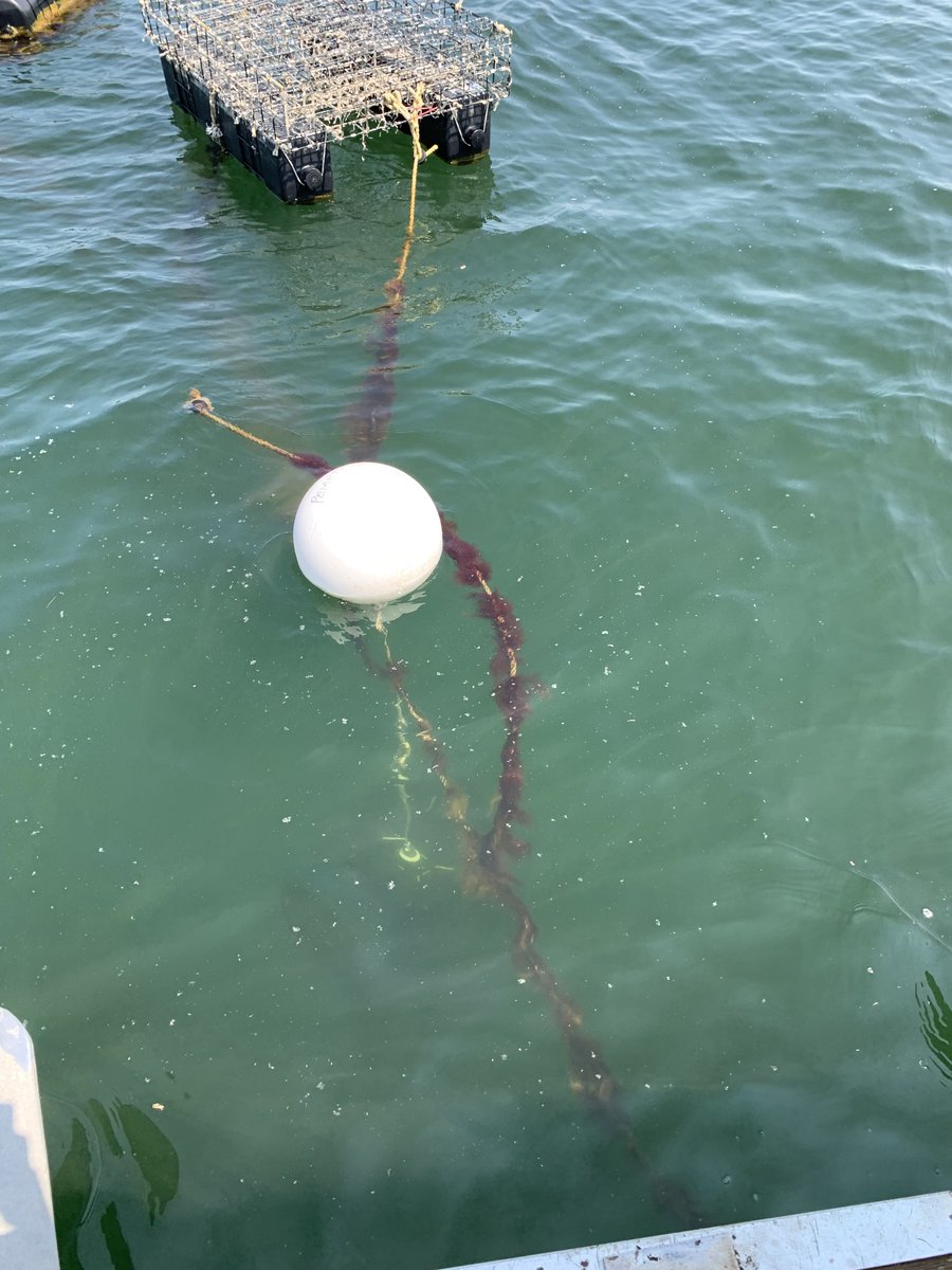 Coleen Suckling tweet media