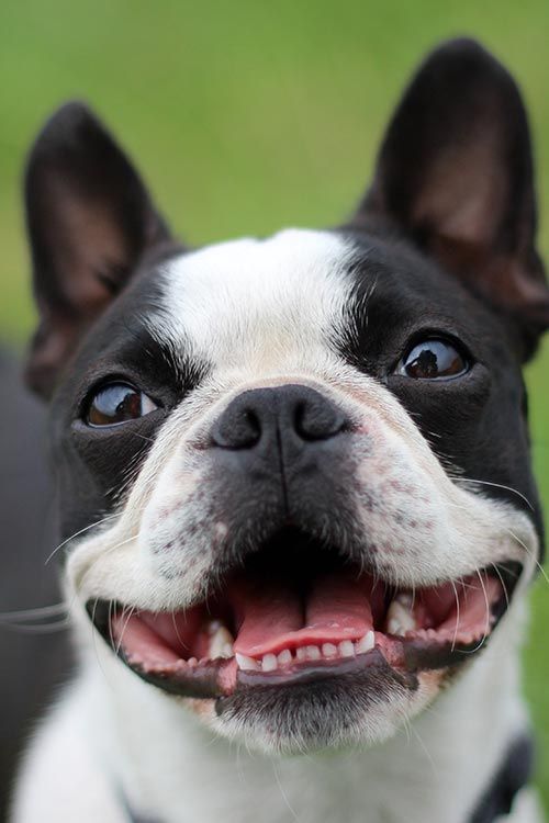 #bostonterrier