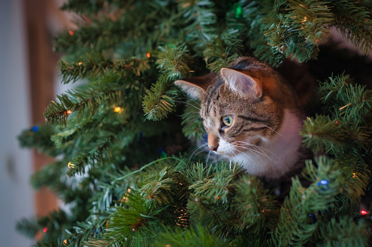 FelinesAre4Ever's tweet image. Isn't this the cutest ornament ever.
#catornament #catart #catlover #cat #catdecor #catmom #catfigurine #catlovergift #cats  #funnycat  #petornaments #christmas  #catornaments