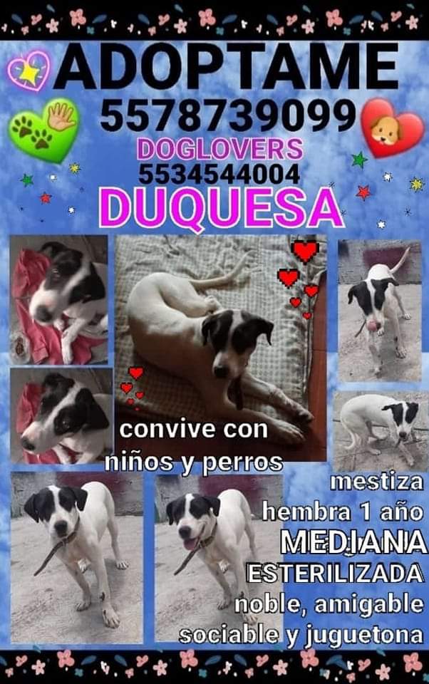 keke_jay2's tweet photo. Muchos indignados por lonque hizo Sergio "N" pero ¿cuántos han rescatado a un perrito de la calle? Ojalá que esto nos obligue a hacer conciencia de que ellos necesitan ayuda. Adopta no compres. #Tecámac https://t.co/fhY2RKR2J2