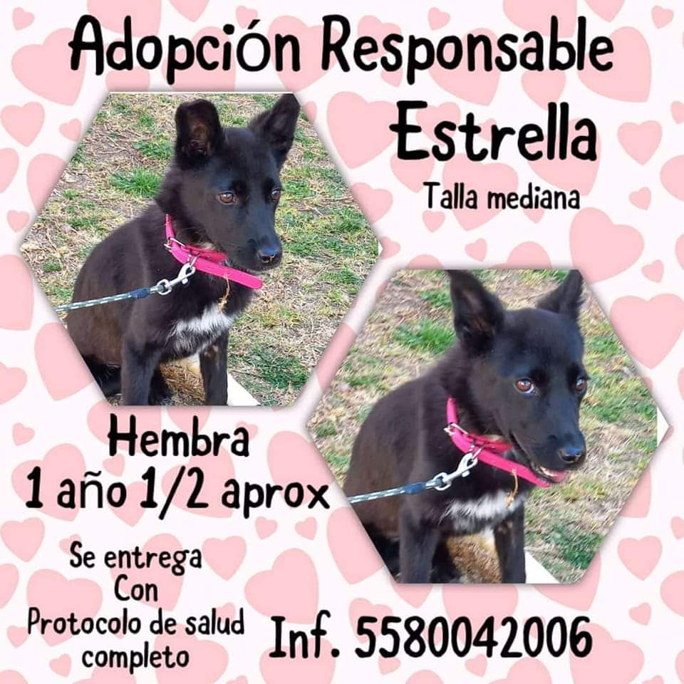 keke_jay2's tweet photo. Muchos indignados por lonque hizo Sergio "N" pero ¿cuántos han rescatado a un perrito de la calle? Ojalá que esto nos obligue a hacer conciencia de que ellos necesitan ayuda. Adopta no compres. #Tecámac https://t.co/fhY2RKR2J2