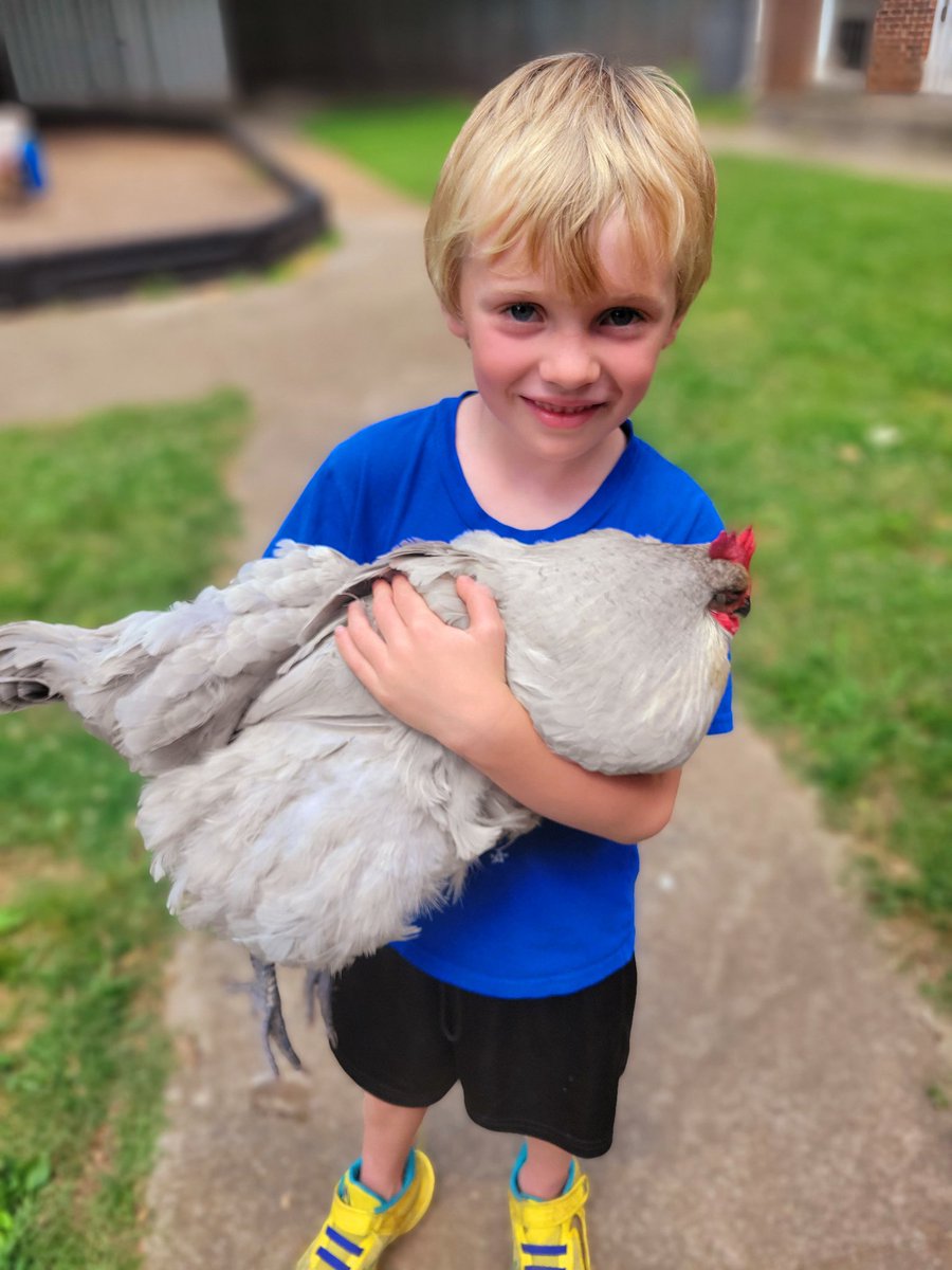 Amanda Akers (@hpc_guidance) on Twitter photo We sure love taking care of the chickens at Campus school! <a href="/HPCS_TN/">HP Campus School</a> #marshmallow <a href="/HPCampusArt/">Linda Schneier.</a> We sure love taking care of the chickens at Campus school! <a href="/HPCS_TN/">HP Campus School</a> #marshmallow <a href="/HPCampusArt/">Linda Schneier.</a>