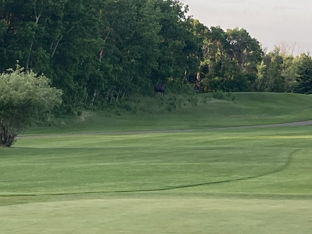 Overnight moose attack on 2 green. First time I have seen them go for a blue flag, usually red. Pin to the front and reduced traffic for a couple of days to heal back.