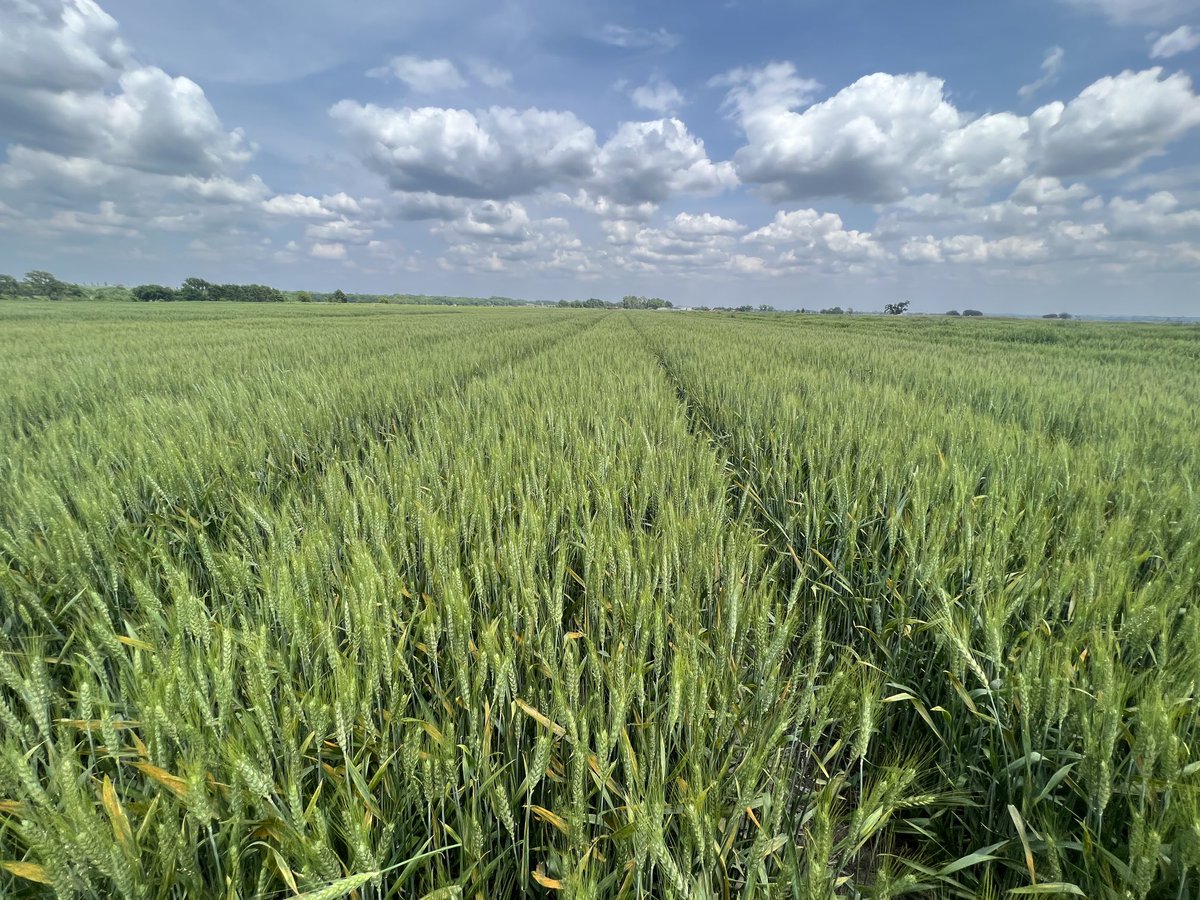 KSUWheatDisease's tweet photo. Stripe rust really took off in our inoculated, irrigated fungicide trials in Rossville, KS. A nice view for a plant pathologist! Here we’re evaluating fungicide efficacy, timing, and residual life. Stay tuned for more management info! https://t.co/4nWu07VYTw
