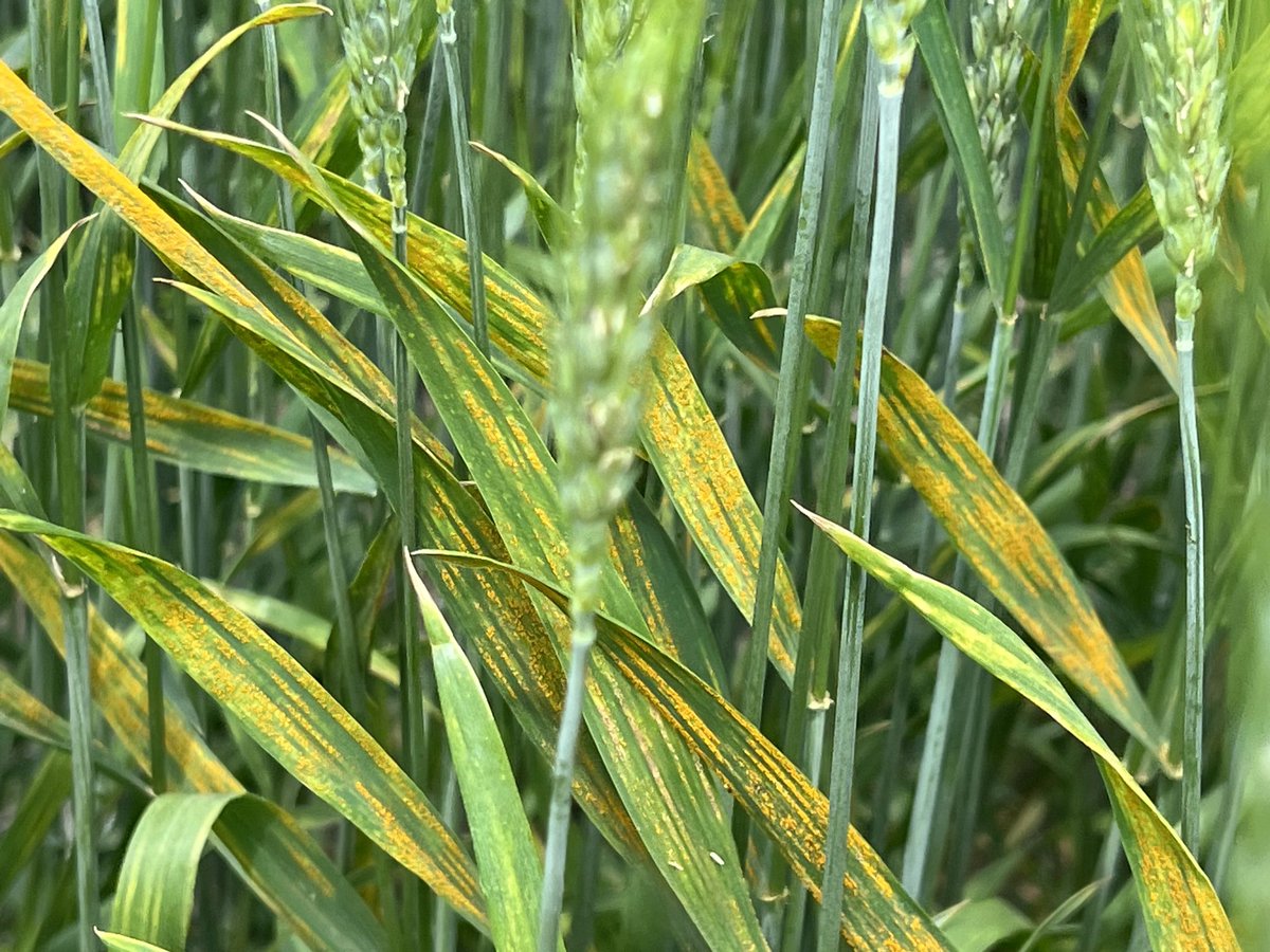 KSUWheatDisease's tweet photo. Stripe rust really took off in our inoculated, irrigated fungicide trials in Rossville, KS. A nice view for a plant pathologist! Here we’re evaluating fungicide efficacy, timing, and residual life. Stay tuned for more management info! https://t.co/4nWu07VYTw