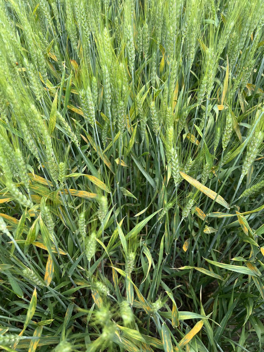 Stripe rust really took off in our inoculated, irrigated fungicide trials in Rossville, KS. A nice view for a plant pathologist! Here we’re evaluating fungicide efficacy, timing, and residual life. Stay tuned for more management info!