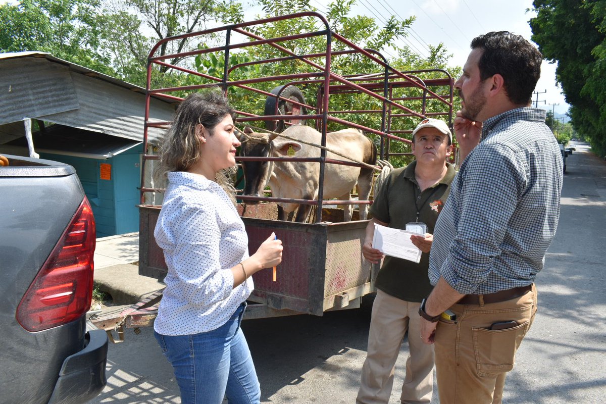 cefpphidalgo's tweet photo. Como parte fundamental para la pre-certificación de Tuberculosis bovina, el equipo revisor del SENASICA y APHIS-USDA supervisó que las actividades del PVI de Huitzitzilingo se realicen correctamente, conforme a su objetivo. https://t.co/cCLhMF5LS6