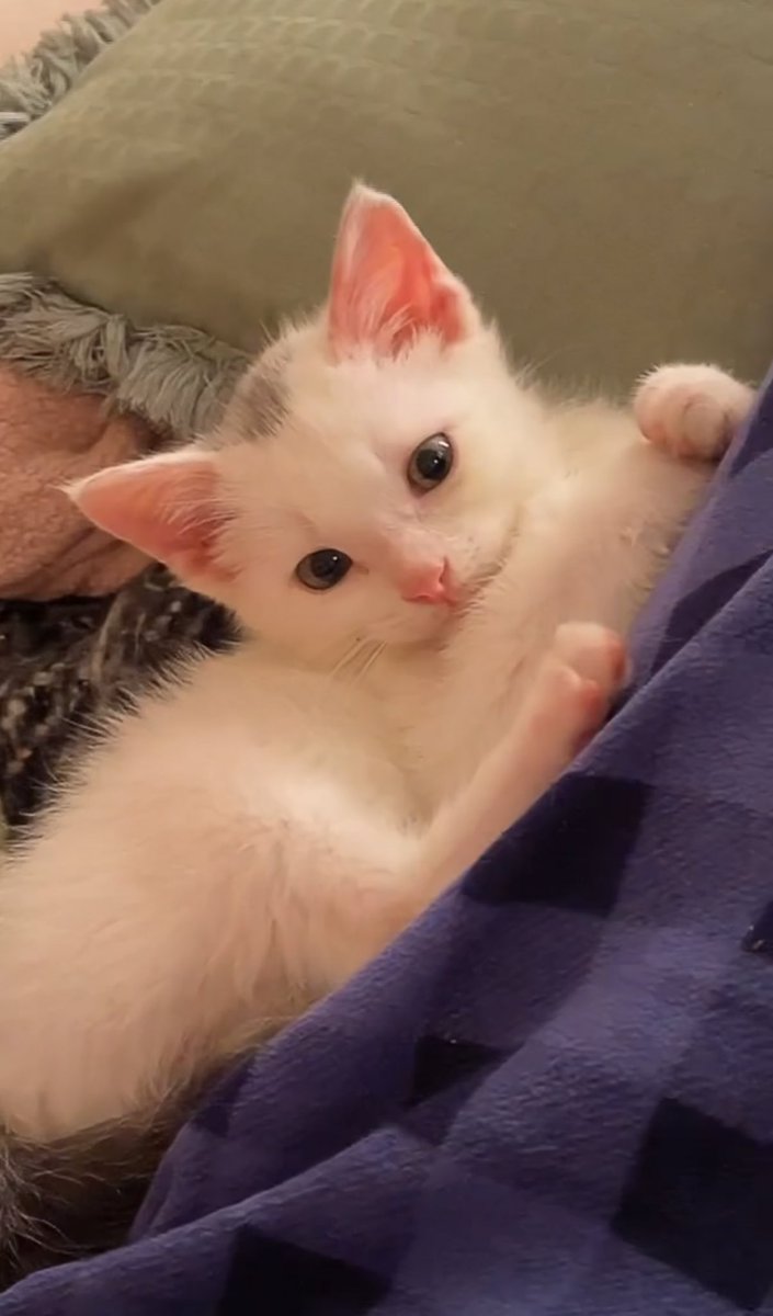 shlbyrlstr's tweet photo. 8 months old 😭 https://t.co/7faKkVT4rQ