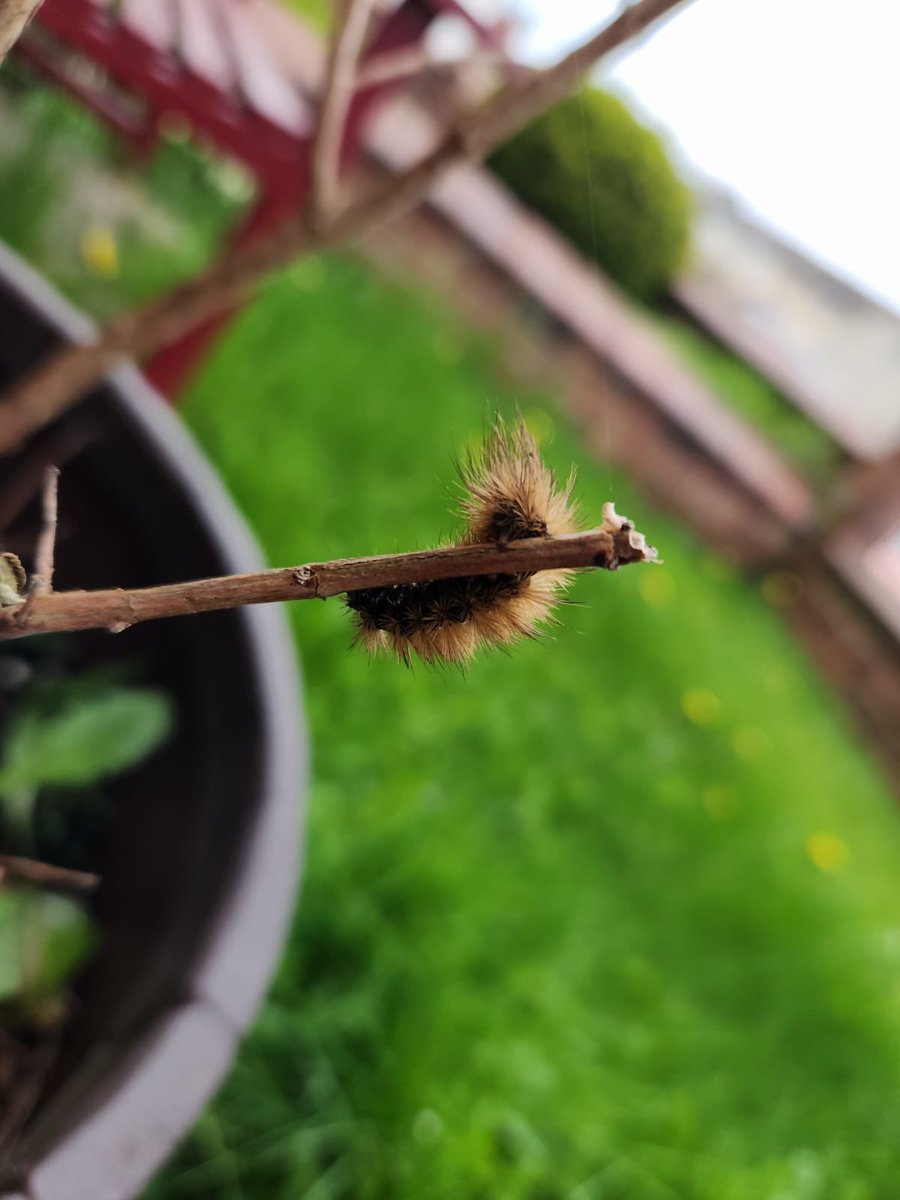 Sam_Barton321's tweet photo. #springwatch https://t.co/JvrAZcEhbe
