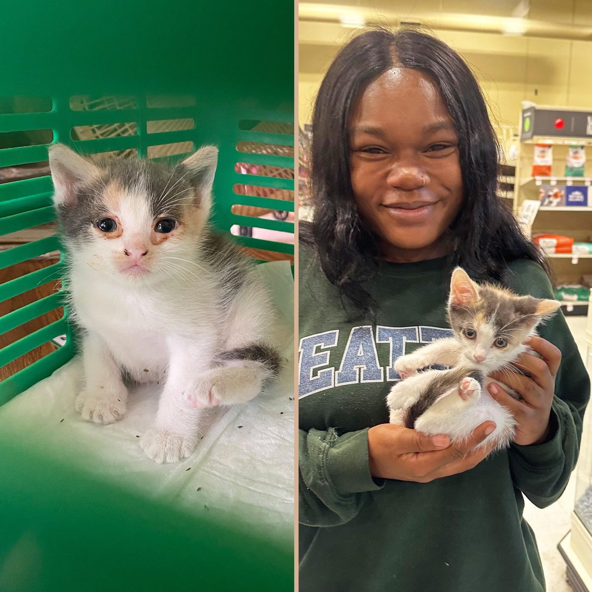 Meet SOPHIA <3

She was the tiny kitten covered in fleas we rescued a little over a month ago... as you can see she made a full recovery in her foster home and was adopted this weekend! 😻

#TuesdayTransformation #KittenRescue #ThenAndMeow