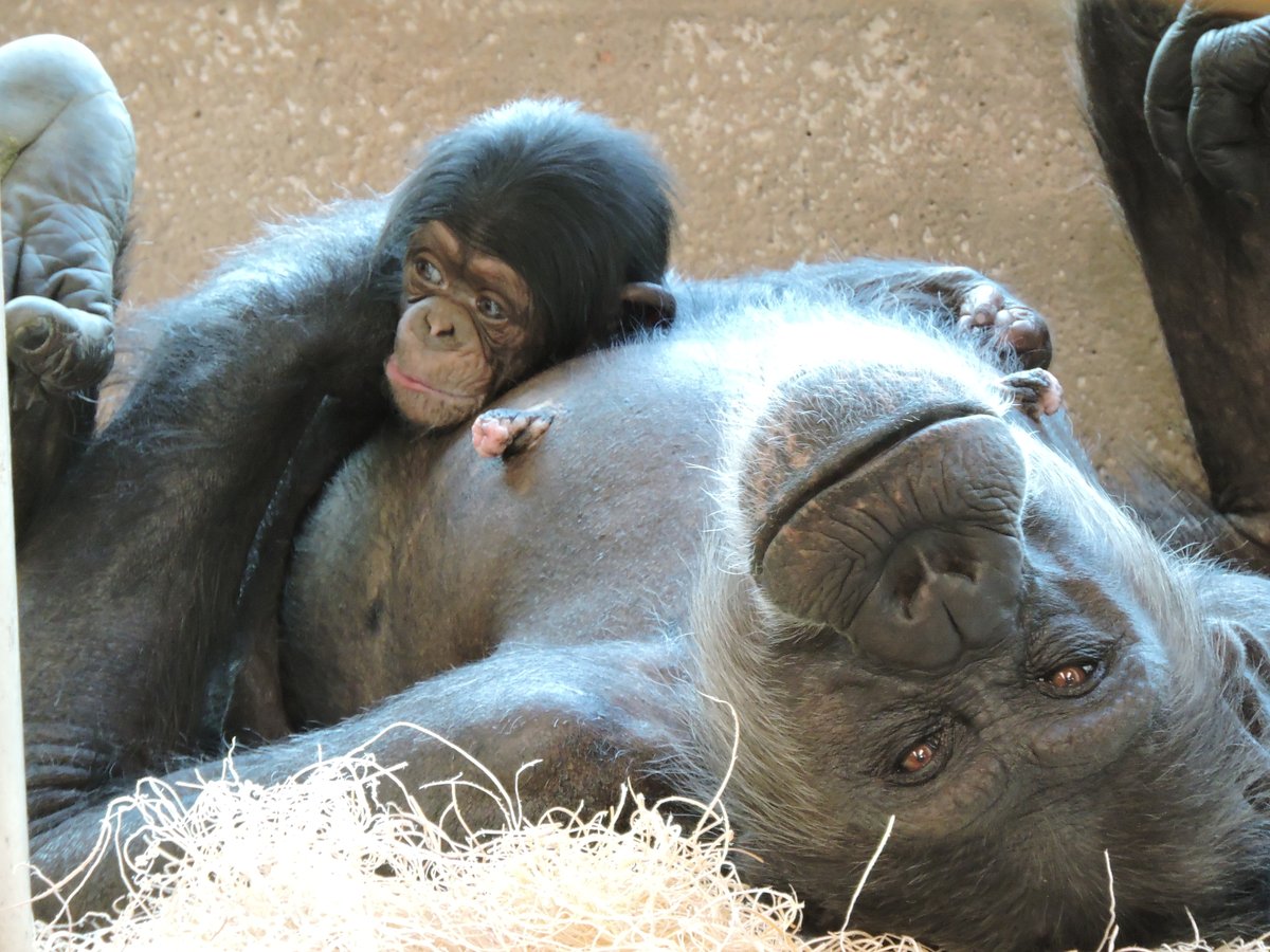 Tanya is a mom! 

We are thrilled to announce that Tanya, a 31-year-old chimpanzee, gave birth to her first baby on Friday, May 26, 2023!

Both mother and son are doing well and enjoying some much-needed rest and bonding time. Read on: bit.ly/3WJ8gqk