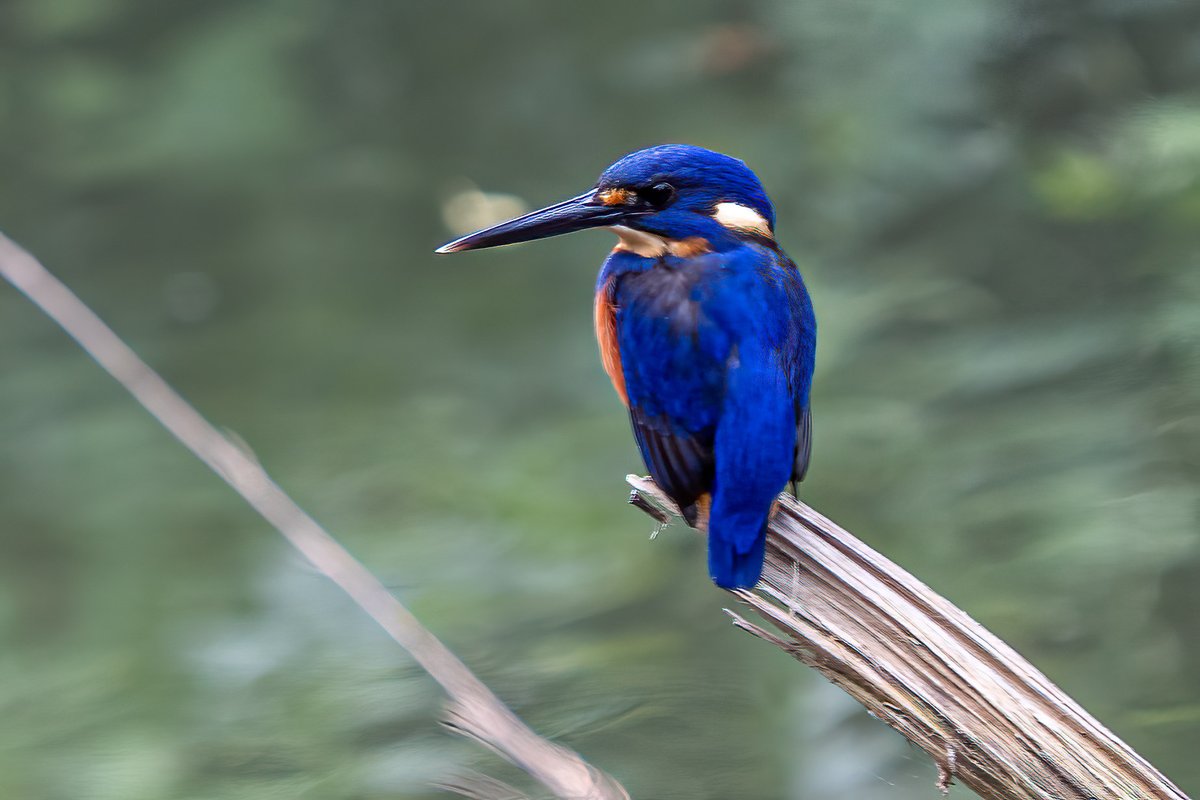 The Azure Kingfisher has fabulous, intense colouring. 
#OzBirds #Birds #birdwatching #birdphotography