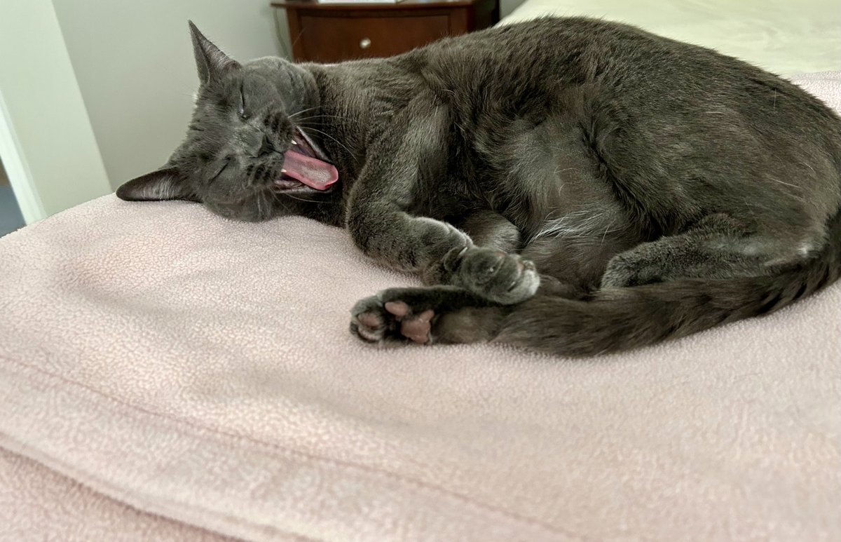 Bleh bleh BLEHHHHH 😝🦇🧛‍♂️#vampirecat #tongueoutTuesday #toebeanTuesday #CatsofTwitter