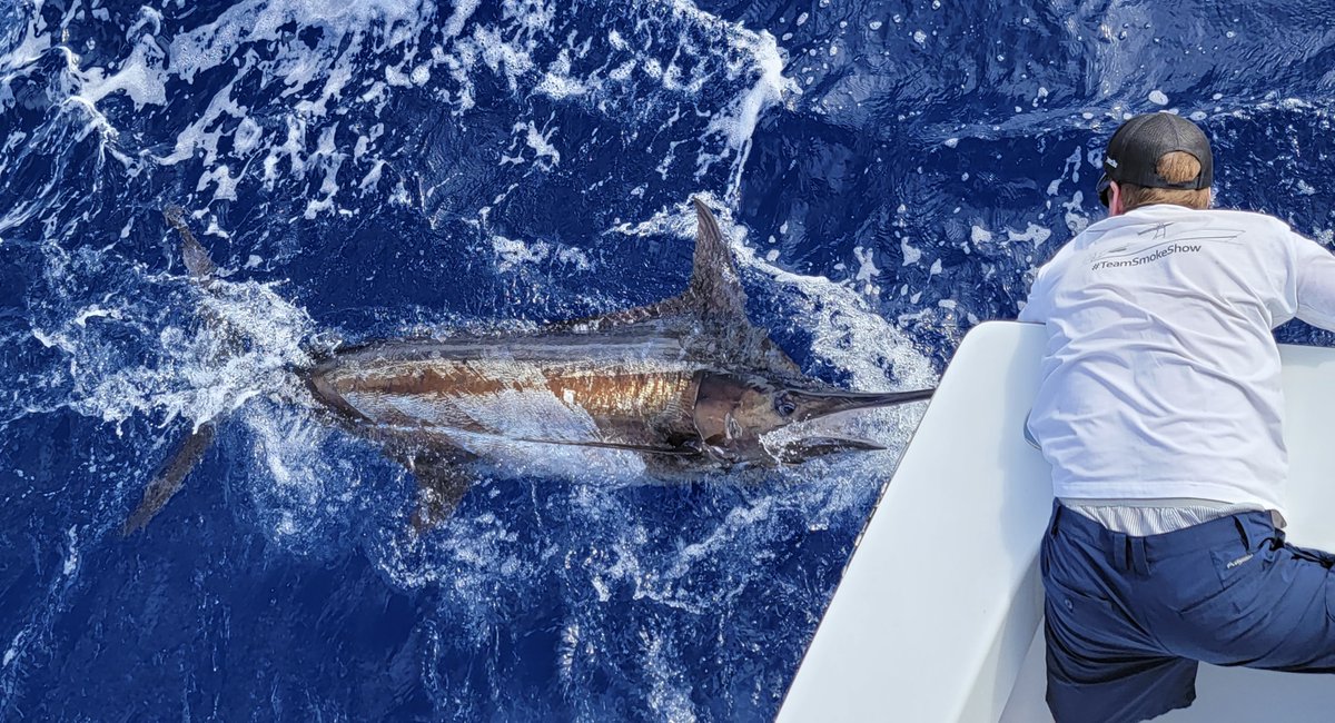 Beaufort, NC - Smoke Show released a Blue Marlin.