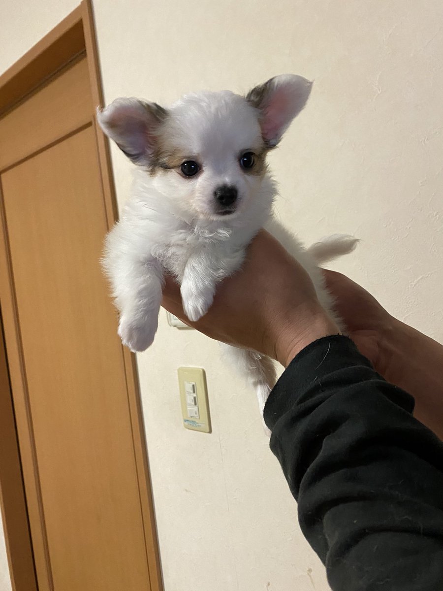 HappyGrow2021's tweet photo. 新しい子が仲間入りしました。

チワワ✕パピヨン　♀

ゴールデンレトリーバー　♀

HappyGrowに会いにきてください✨ https://t.co/2zu94Immer
