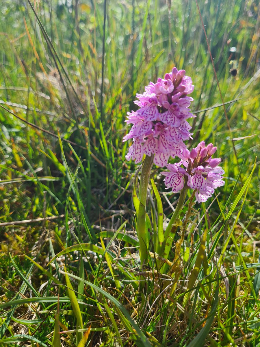 ionicimhotep's tweet photo. @_Stickybeak great stroll this morning on #Craigmacagan trail - carpets of Heath Spotted Orchids and a single Early Purple (I think), also a Cinnabar Moth 😀 https://t.co/3ODkSw1RSw