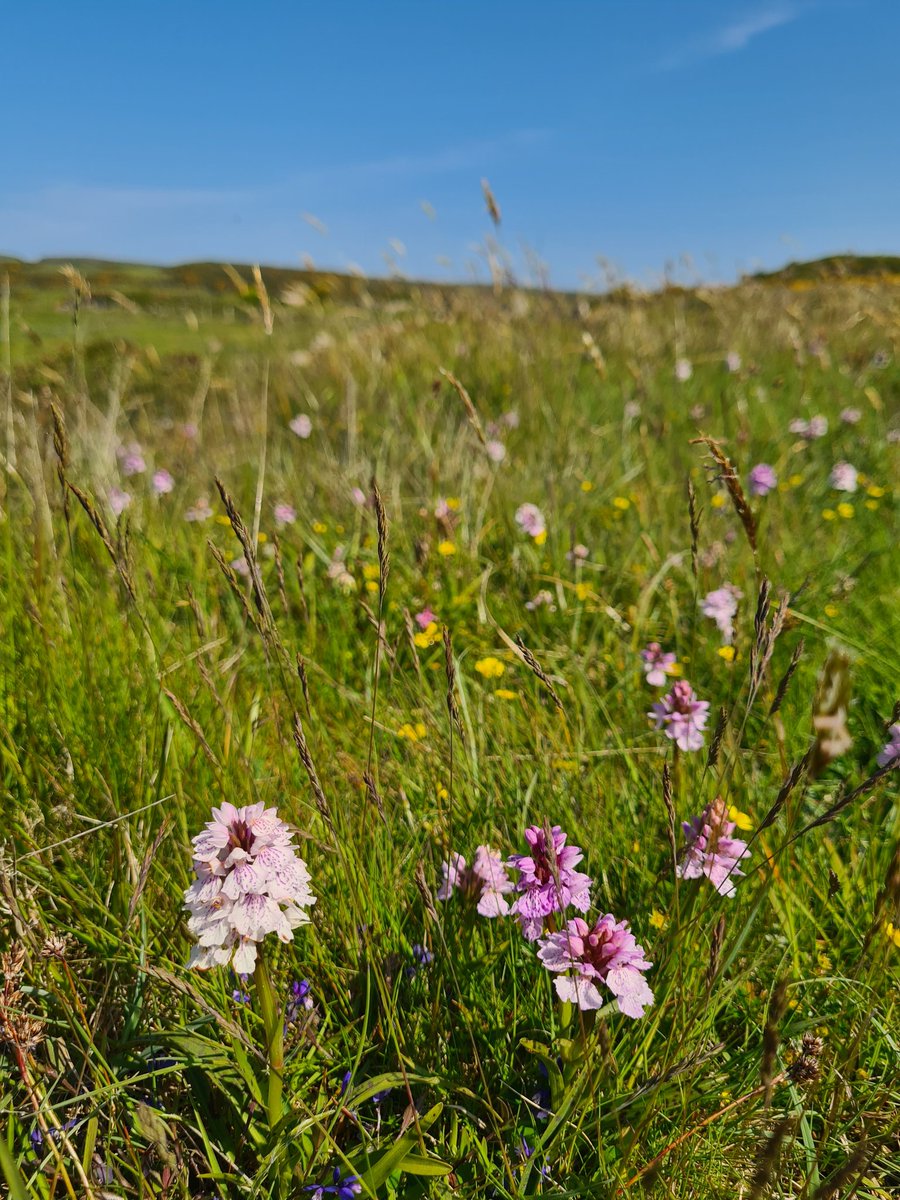 ionicimhotep's tweet photo. @_Stickybeak great stroll this morning on #Craigmacagan trail - carpets of Heath Spotted Orchids and a single Early Purple (I think), also a Cinnabar Moth 😀 https://t.co/3ODkSw1RSw