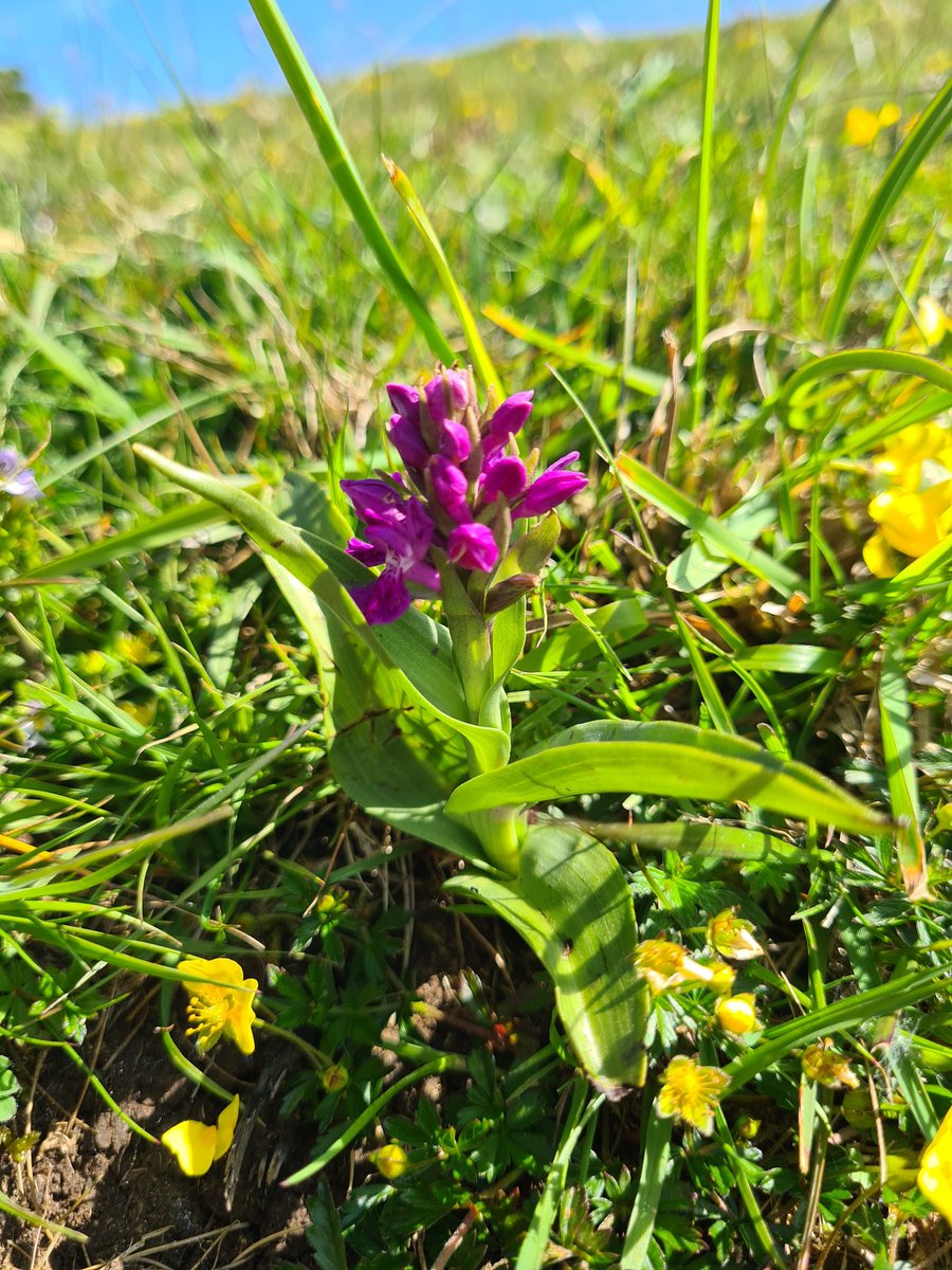 ionicimhotep's tweet photo. @_Stickybeak great stroll this morning on #Craigmacagan trail - carpets of Heath Spotted Orchids and a single Early Purple (I think), also a Cinnabar Moth 😀 https://t.co/3ODkSw1RSw