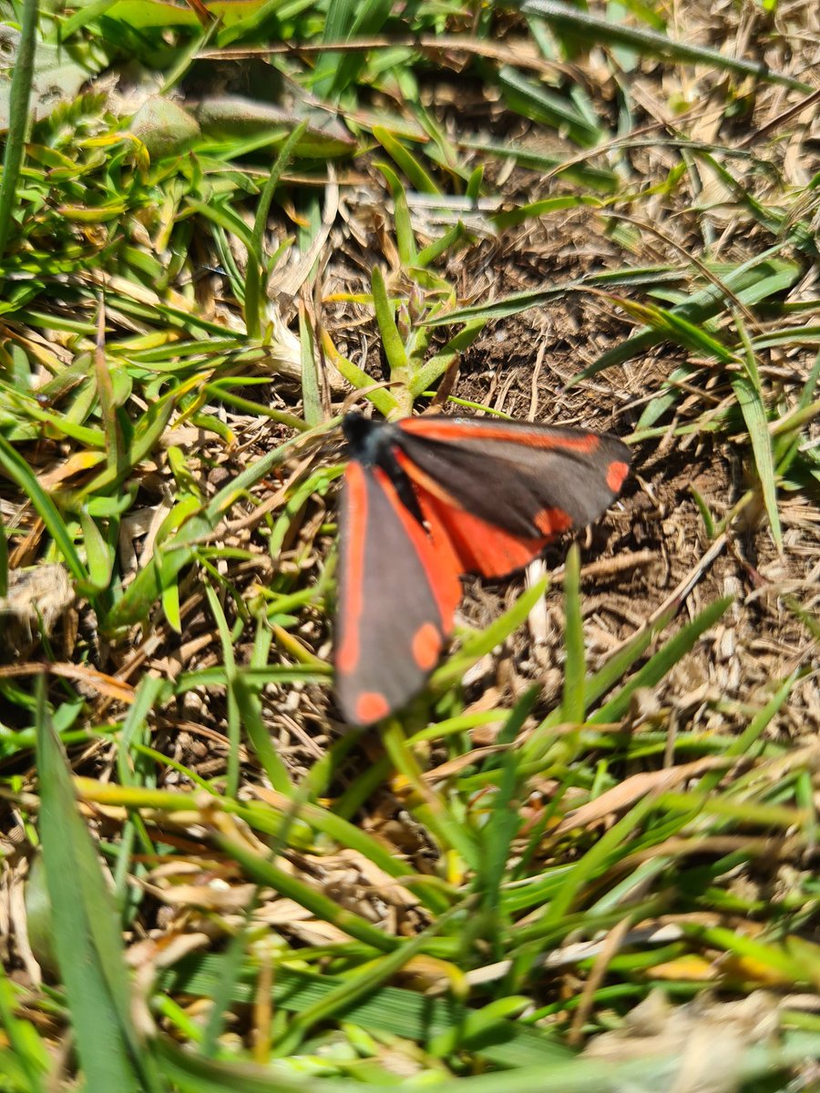 ionicimhotep's tweet photo. @_Stickybeak great stroll this morning on #Craigmacagan trail - carpets of Heath Spotted Orchids and a single Early Purple (I think), also a Cinnabar Moth 😀 https://t.co/3ODkSw1RSw