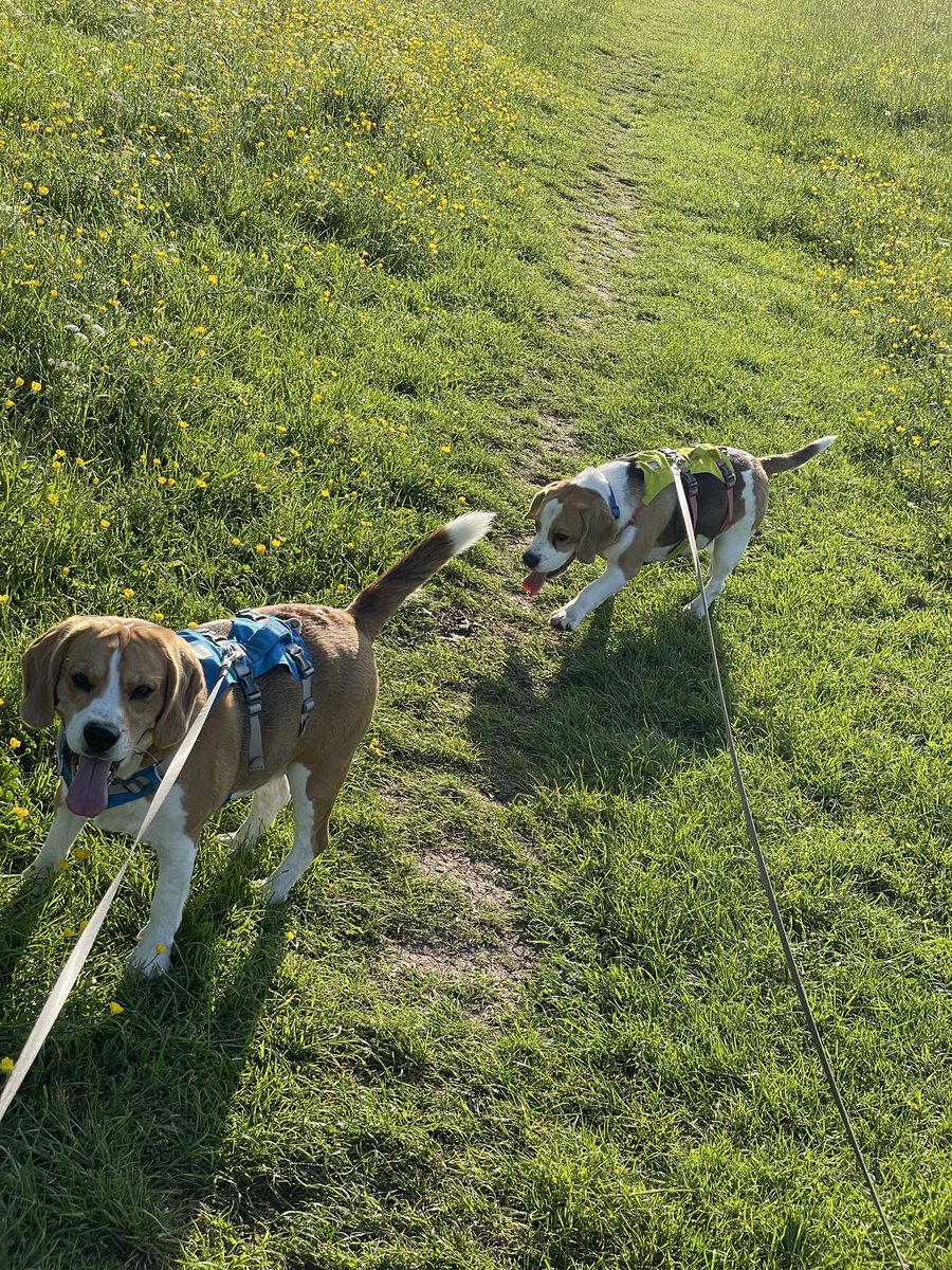 Hector75327684's tweet photo. Check out my hooman on Twitch. Say hi, persuade him to give us some treats. Much love https://t.co/AnKXfMobWT
