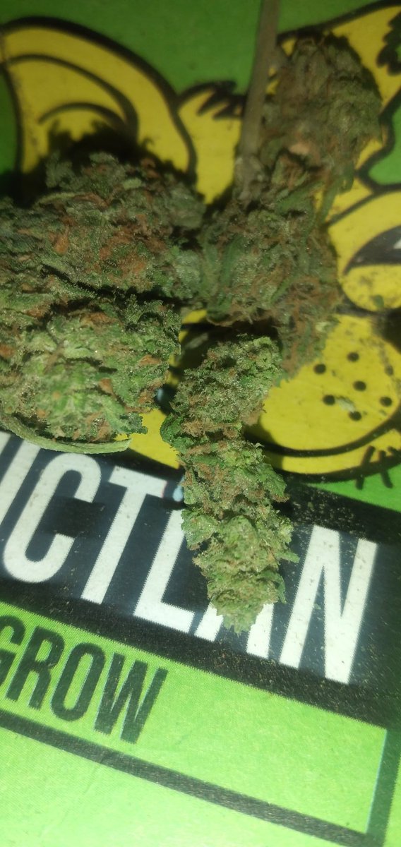 cornudo420's tweet photo. #420 #putiesposá #putita #esposaputitaenlencería #tangadeldía #transparerencia #leggins #legginsass #WeedLovers #WeedLife #Culonas_MX onza de weed 500$$ #cornudo #exhibition https://t.co/CJyHnTENZa