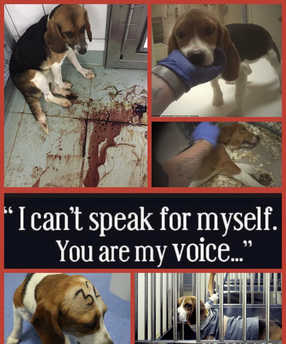 We have to stop this #Freethebeagles #dogs #banlabtestsonbeagles #closedownmbracres #homeoffice #nams #campbeagle