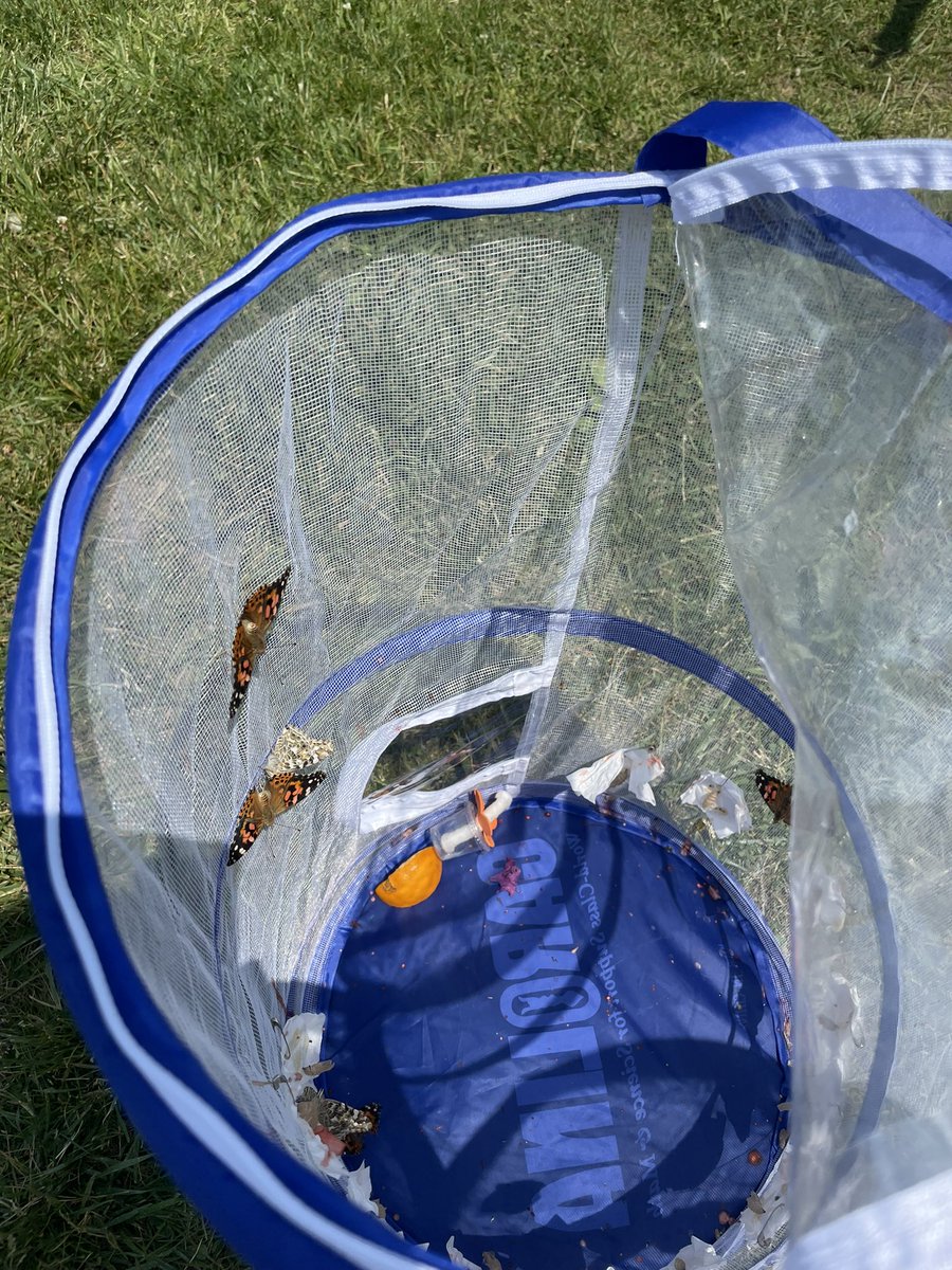 Mrs. Yanuzzelli tweet media