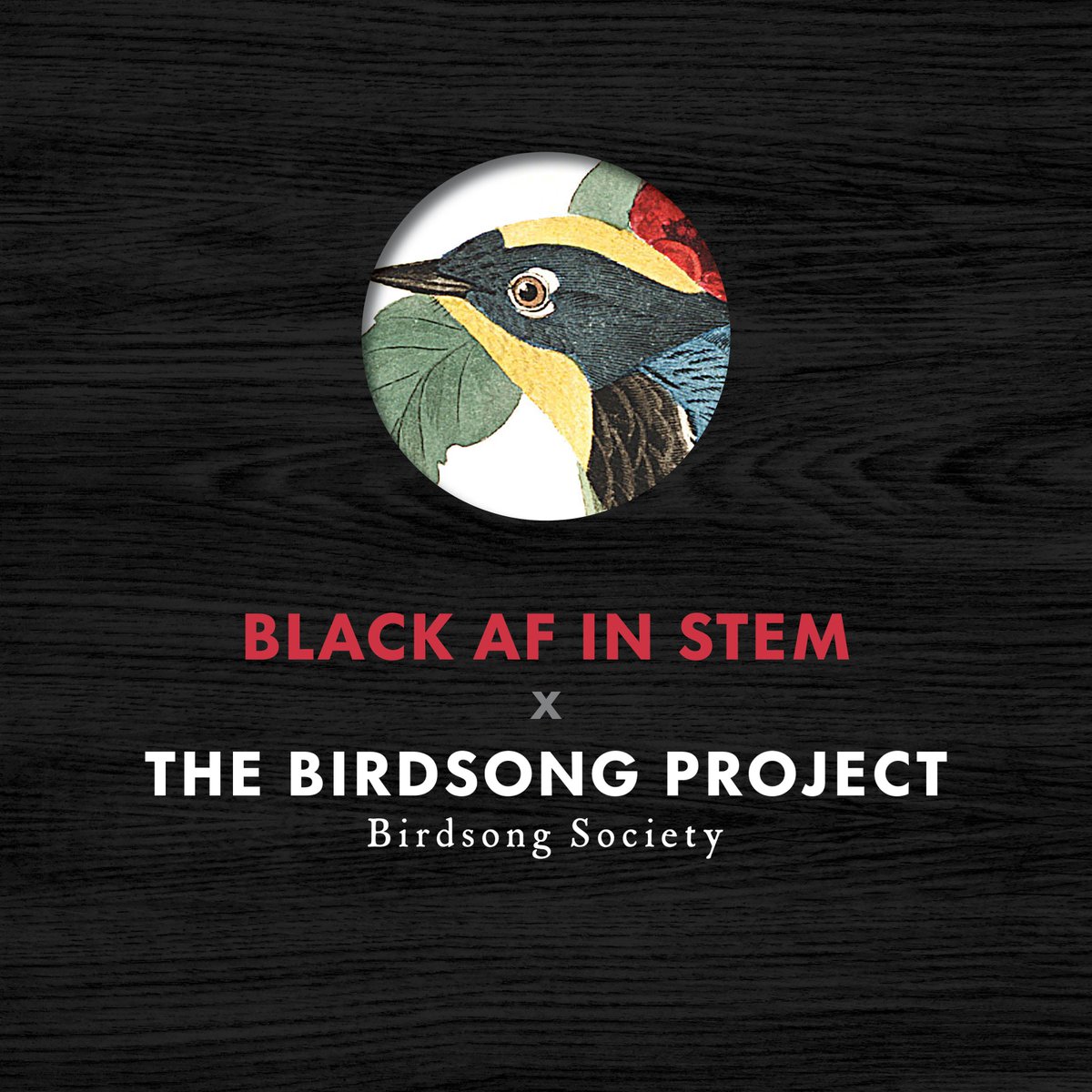 BlackAFinSTEM (@blackafinstem) on Twitter photo It’s #BlackBirdersWeek and to celebrate #NationalCreativityDay and #BlackBirdersSoFly we are collaborating with <a href="/birdsongproject/">The Birdsong Project</a> to bring you a playlist with bird-inspired songs by Black musicians. ⬇️⬇️⬇️ It’s #BlackBirdersWeek and to celebrate #NationalCreativityDay and #BlackBirdersSoFly we are collaborating with <a href="/birdsongproject/">The Birdsong Project</a> to bring you a playlist with bird-inspired songs by Black musicians. ⬇️⬇️⬇️
