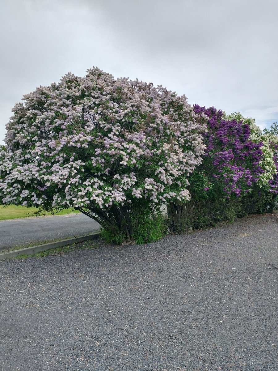 The lilacs are blooming all over town. Happy #StetWalk