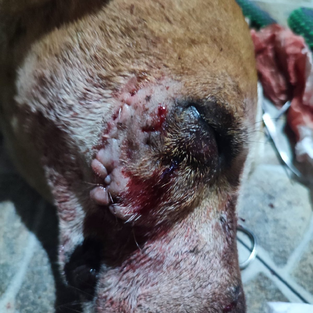 🐶🐕🐩

SEND eth!! 

fondu3.eth 

If I hit 2 eth I’ll fund our dog rescue for 2 YEARS!! 

Helping stray and under privileged animal!! 

Let’s get Jimmy funded!!  Fuck the influencers 

WE CAB MAKE POSITIVE CHANGE 

Fondu3.eth