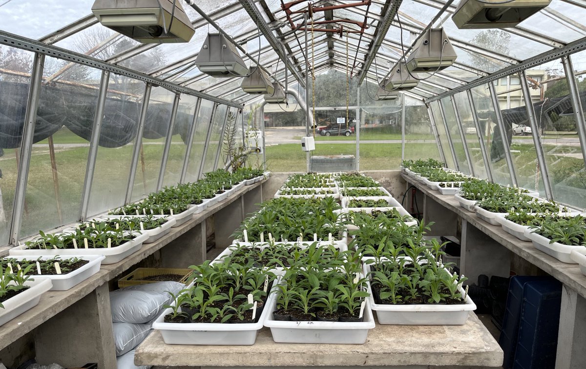 EduKaspary's tweet photo. Algunas de las plantas de los ensayos sobre resistencia de Conyzas a distintos herbicidas y mecanismos de resistencia asociados!!! Proyecto Fondo Vaz Ferreira y Malezas INIA, además de la tesis de maestría (ANII) de @mauricio_waller https://t.co/QaqfF0oOZi