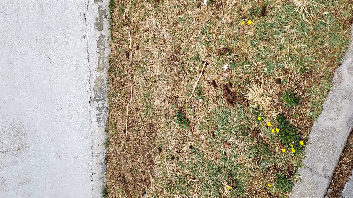 flory976's tweet photo. @publico_es En el barrio de la Elipa hace falta más control en el servicio de limpieza , pronto no tendremos por donde pisar  de tanta porqueria que hay por las calles 🤔🤨,esto está justo alado del Colegio Gustavo Adolfo  Becquer. Por favor tomen medidas !! Hemos votado ,queremos resultados https://t.co/vfMy8YDJBt