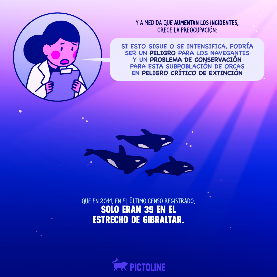 ¿Escuchaste de White Gladis, la orca que inició una “revolución” en el mar? 🐋⛵🔥

Se habla de posible crimen orca-nizado y esto es lo que se sabe hasta el momento: