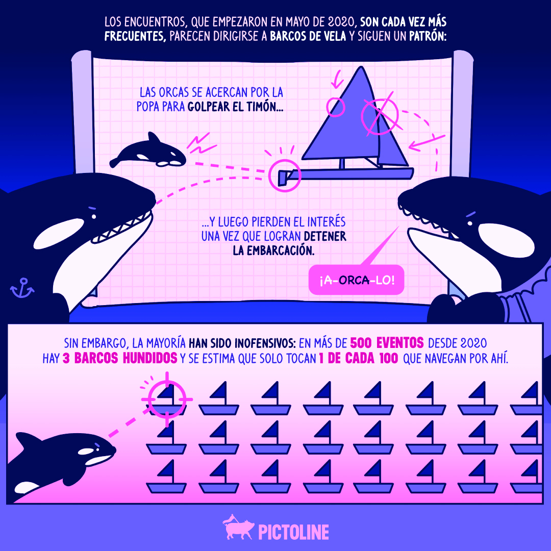 pictoline's tweet photo. ¿Escuchaste de White Gladis, la orca que inició una “revolución” en el mar? 🐋⛵🔥

Se habla de posible crimen orca-nizado y esto es lo que se sabe hasta el momento: https://t.co/ssJrZnCyro