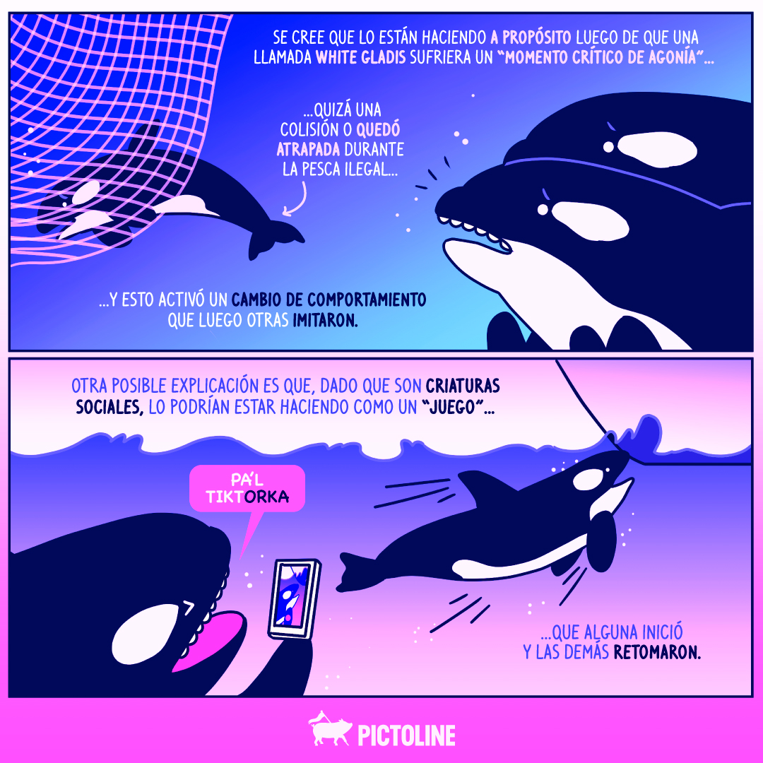 pictoline's tweet photo. ¿Escuchaste de White Gladis, la orca que inició una “revolución” en el mar? 🐋⛵🔥

Se habla de posible crimen orca-nizado y esto es lo que se sabe hasta el momento: https://t.co/ssJrZnCyro