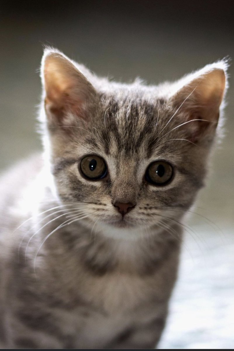 Dit schatje is zeven jaar later iets zwaarder, veul ondeugender maar nog altijd de allerliefste.