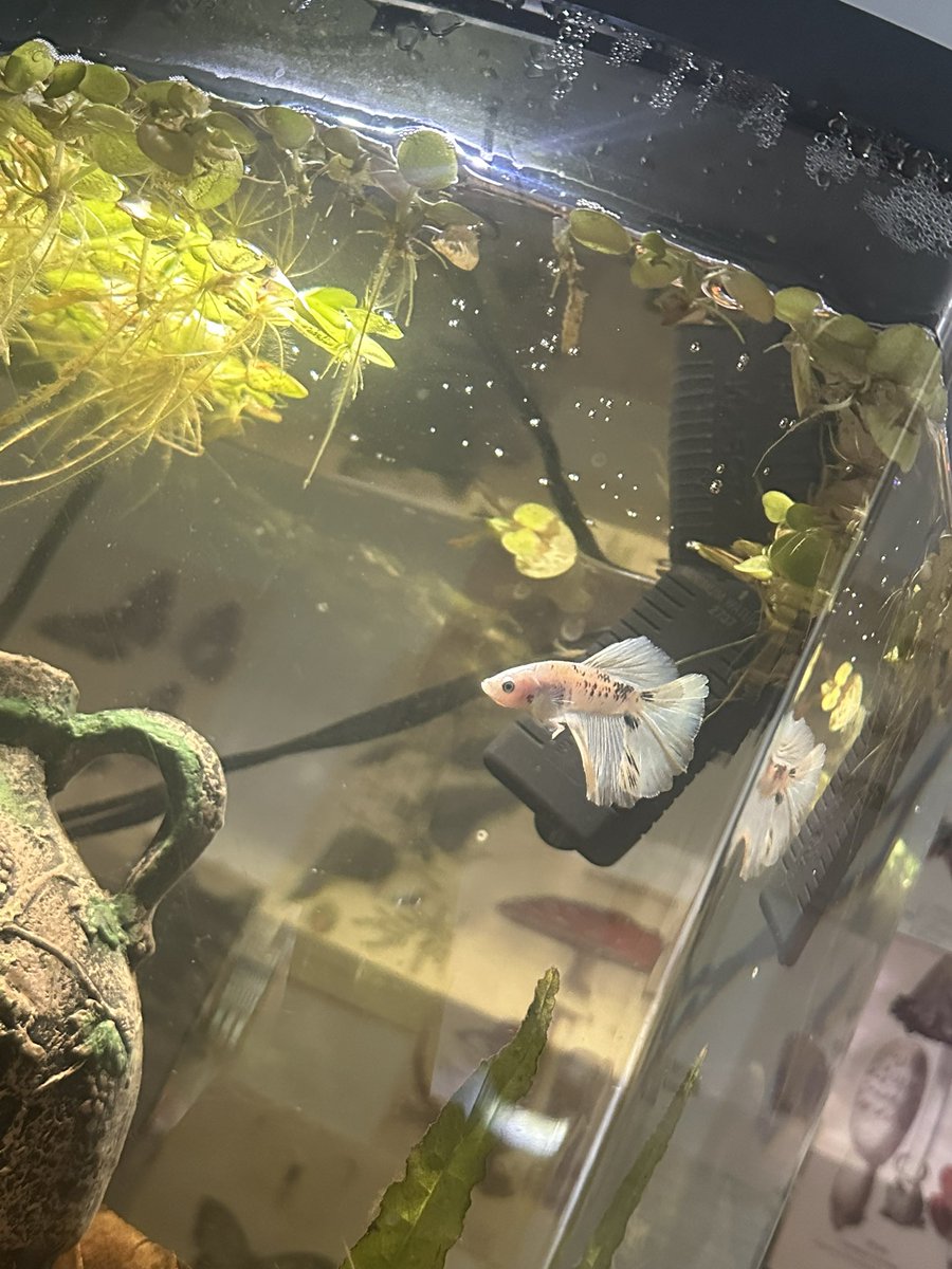 ryanwal62102591's tweet photo. I got a fish for my 5 gallon tank that I’ve be cycling for a bit i think he is really cute 
#NewPet #FishTank #BetaFish #AquariumLife #FishLover #FishyFriends #FishyFun #FishyFacts #FishTankFam #FishTankGoals #FishTankLove #FishTankAddiction #FishTankObsession #FishTankTherapy https://t.co/SjEOvxhO5V
