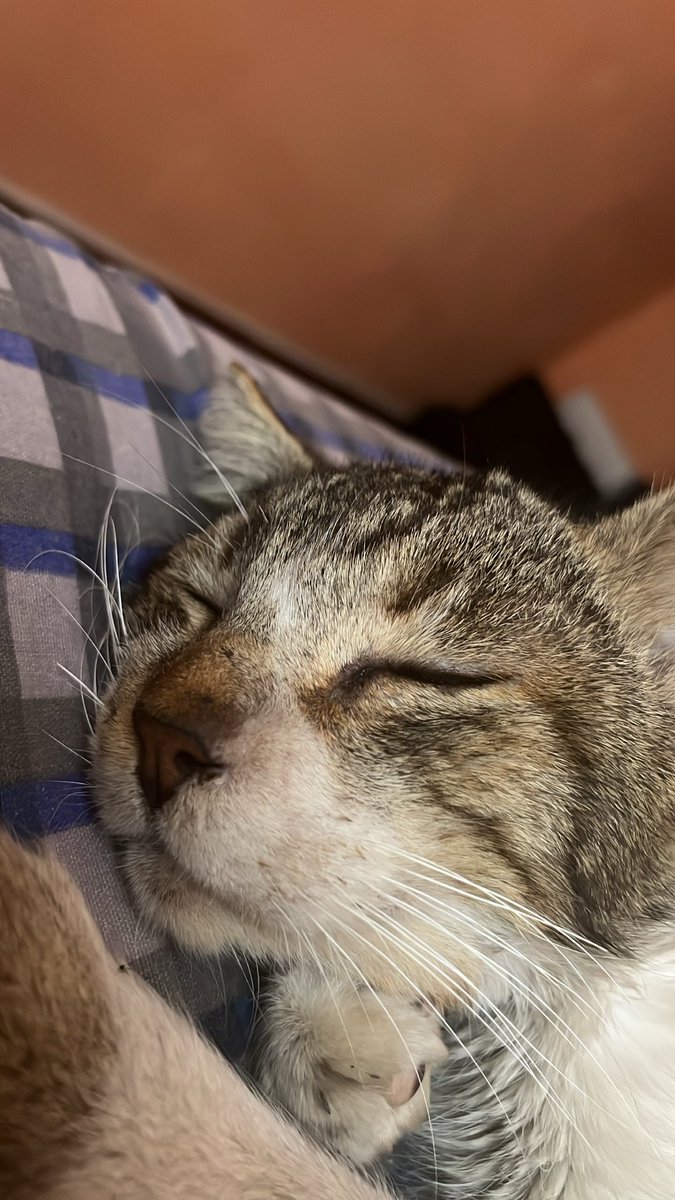 ijoshrz's tweet photo. Me sentí tan impotente pequeñito, lo siento mucho. Pero tas tranquilito y descansando. ): te extraño mucho. https://t.co/XwX98MhBwd