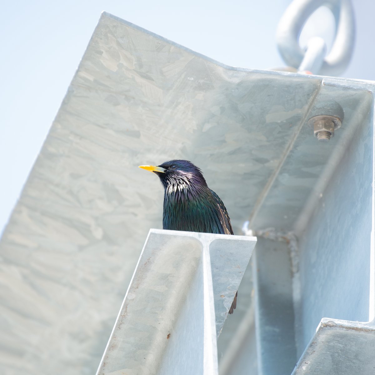 DrBryanBlack's tweet photo. #Hobbies #NaturePhotography #birdphotography https://t.co/SP0cpYE2UL