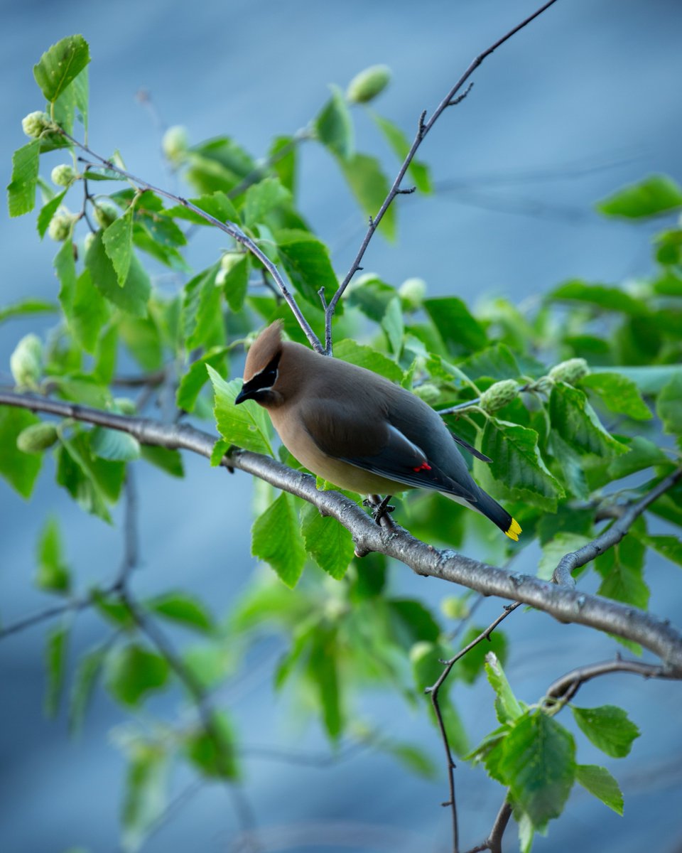 DrBryanBlack's tweet photo. #Hobbies #NaturePhotography #birdphotography https://t.co/SP0cpYE2UL