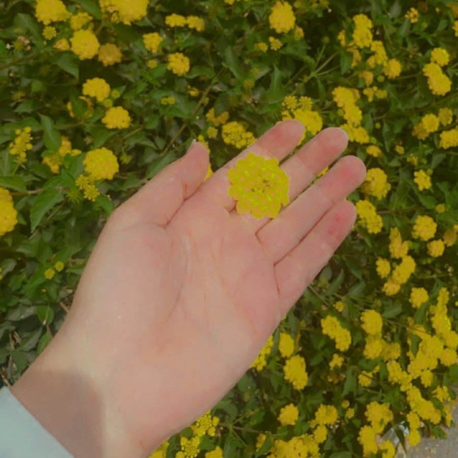 tmoustafa_'s tweet photo. 🌻💛 https://t.co/CoUrnTPoPP