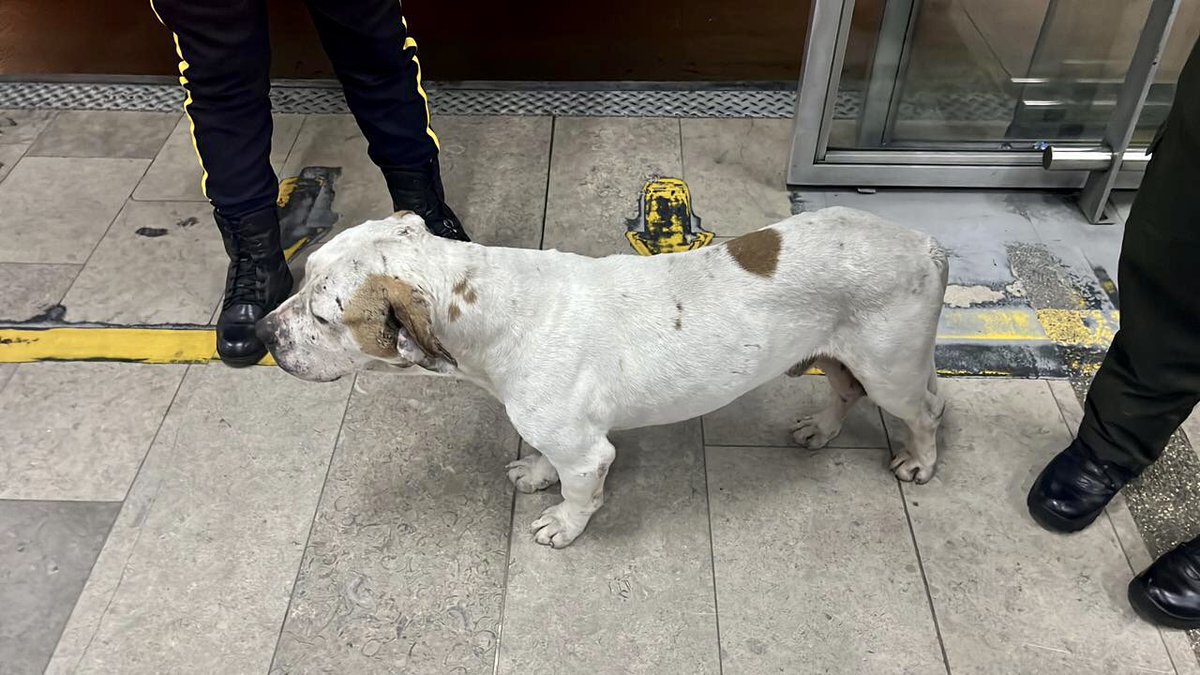 TransMilenio's tweet photo. Este amigo 🐶 a quien llamamos "Niño" fue identificado por una funcionaria de @GobiernoBTA. Ella llamó a @AnimalesBTA y ya fue valorado.

Al parecer ha aguantado hambre y estaba en calle, por lo que nos gustaría ubicar un hogar definitivo donde pueda vivir con amor.

Mientras ello, agradecemos a @AlcaldiaSantaFe que lo recibió hasta mañana.