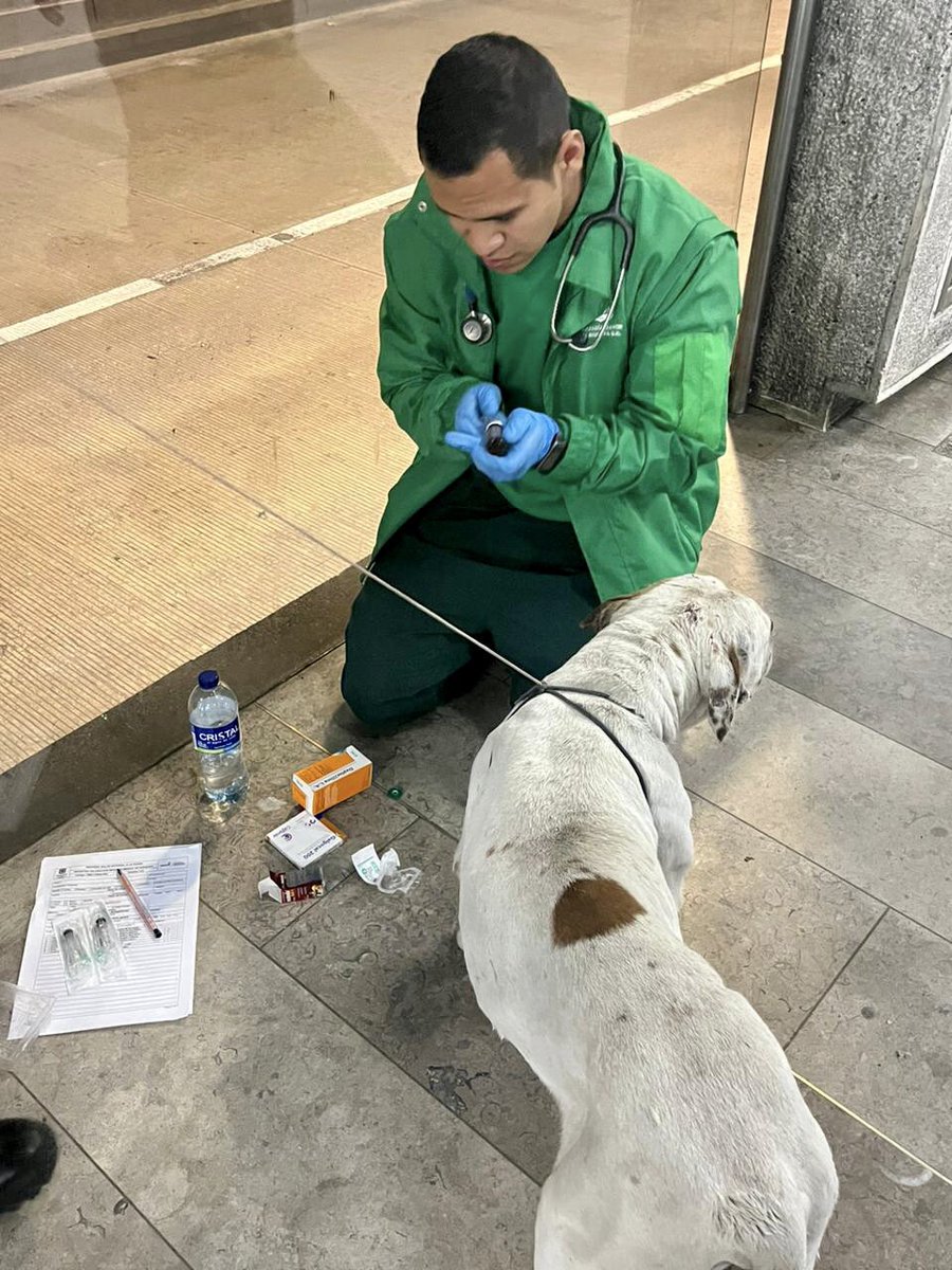 TransMilenio's tweet photo. Este amigo 🐶 a quien llamamos "Niño" fue identificado por una funcionaria de @GobiernoBTA. Ella llamó a @AnimalesBTA y ya fue valorado.

Al parecer ha aguantado hambre y estaba en calle, por lo que nos gustaría ubicar un hogar definitivo donde pueda vivir con amor.

Mientras ello, agradecemos a @AlcaldiaSantaFe que lo recibió hasta mañana.