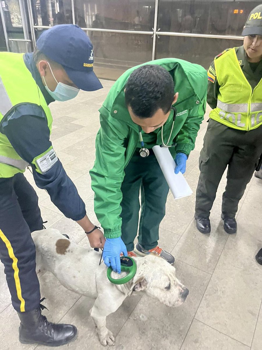 TransMilenio's tweet photo. Este amigo 🐶 a quien llamamos "Niño" fue identificado por una funcionaria de @GobiernoBTA. Ella llamó a @AnimalesBTA y ya fue valorado.

Al parecer ha aguantado hambre y estaba en calle, por lo que nos gustaría ubicar un hogar definitivo donde pueda vivir con amor.

Mientras ello, agradecemos a @AlcaldiaSantaFe que lo recibió hasta mañana.