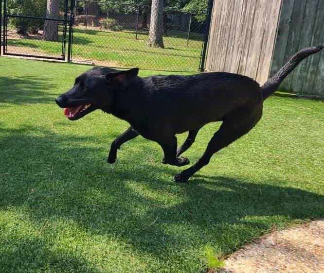 Dinger the Dog tweet media