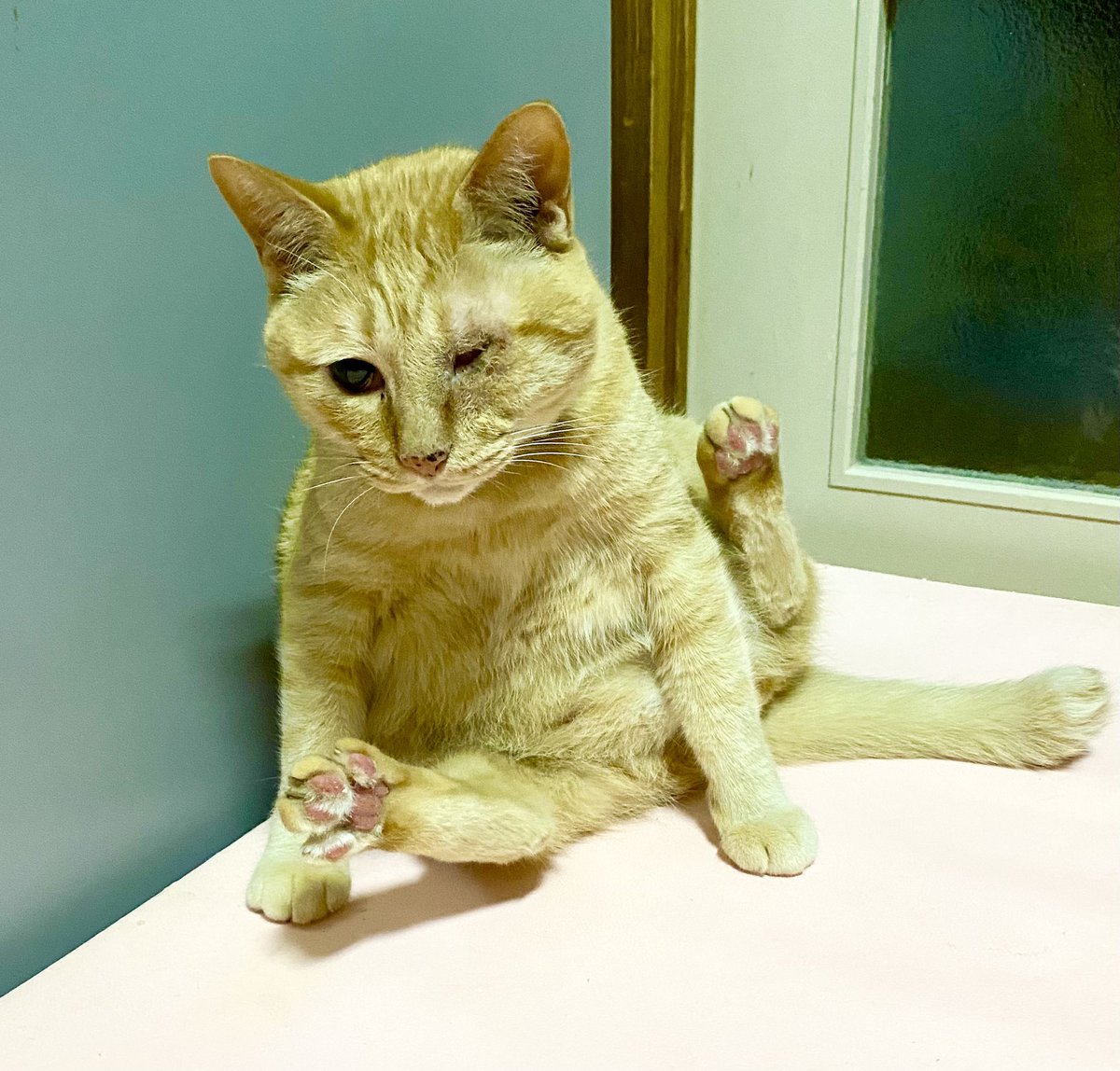 なんとも絶妙なバランスで座ってらっしゃる😆 #猫 #保護猫 #片目猫 #茶