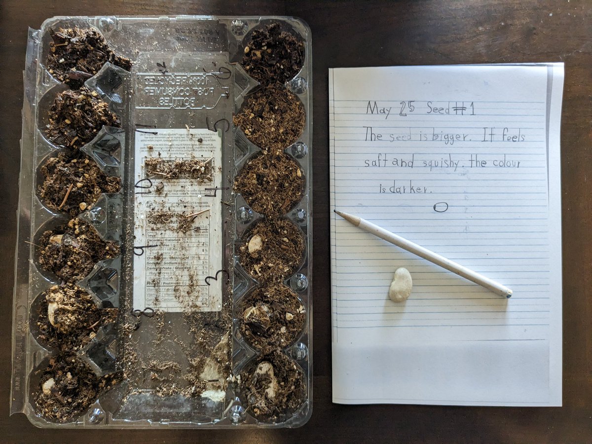 cbelearn's tweet image. In grade one we are learning about what living things need to live and grow!
#yycbe #wearecbe #cbelearn